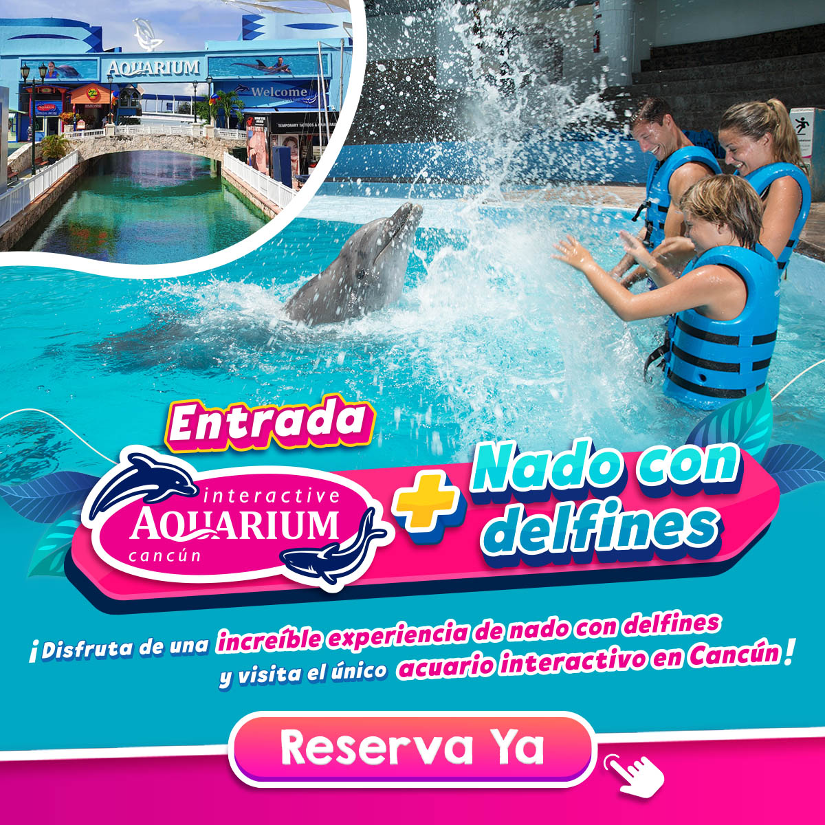 Nado con delfines cancun y riviera maya
