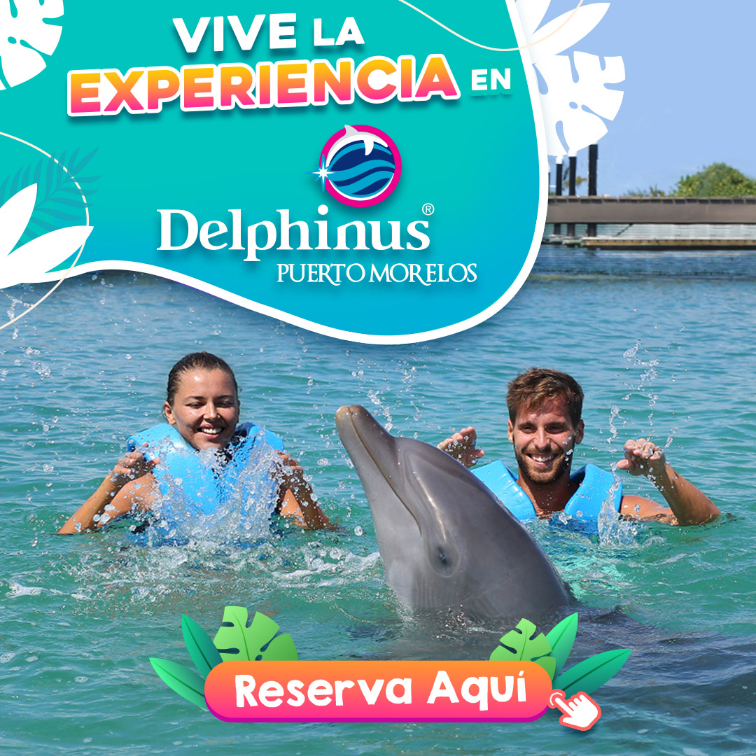 Nado con delfines Delphinus Puerto Morelos