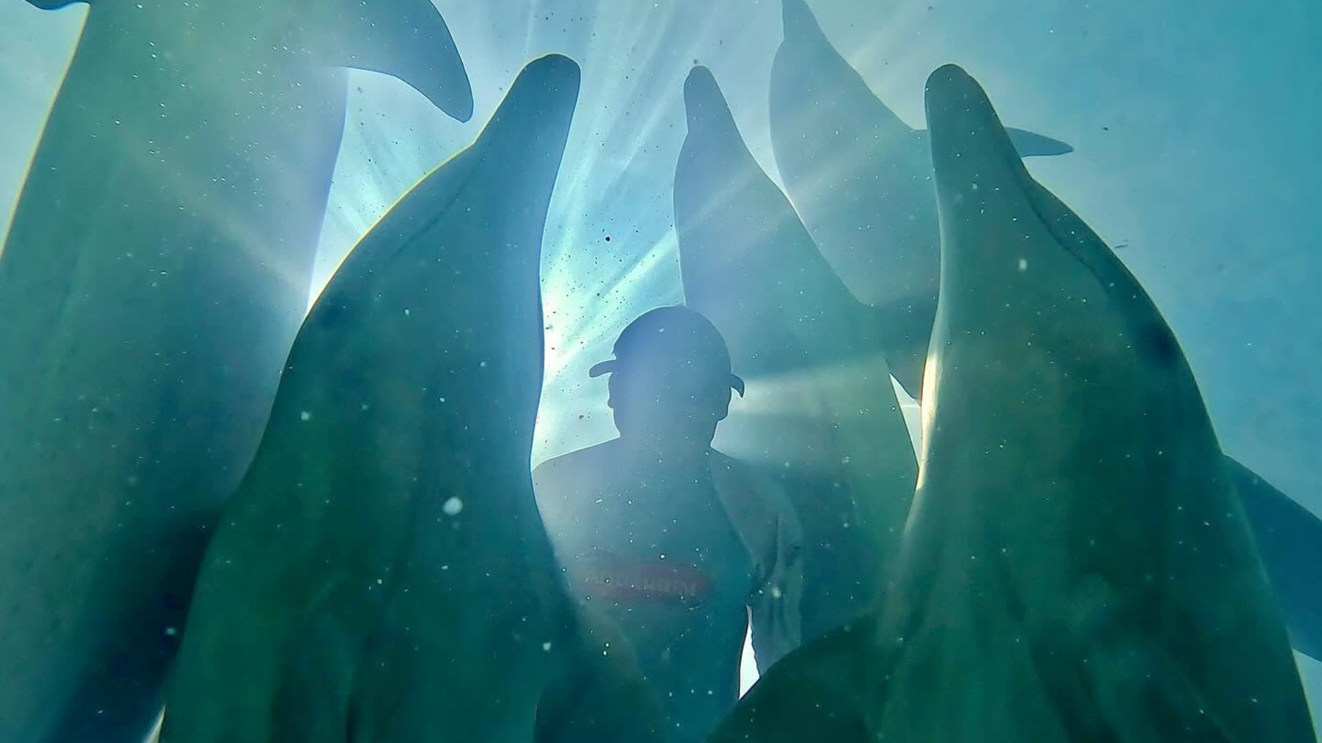 Bienestar animal, educación ambiental e investigación: cómo Delphinus contribuye a la conservación marina