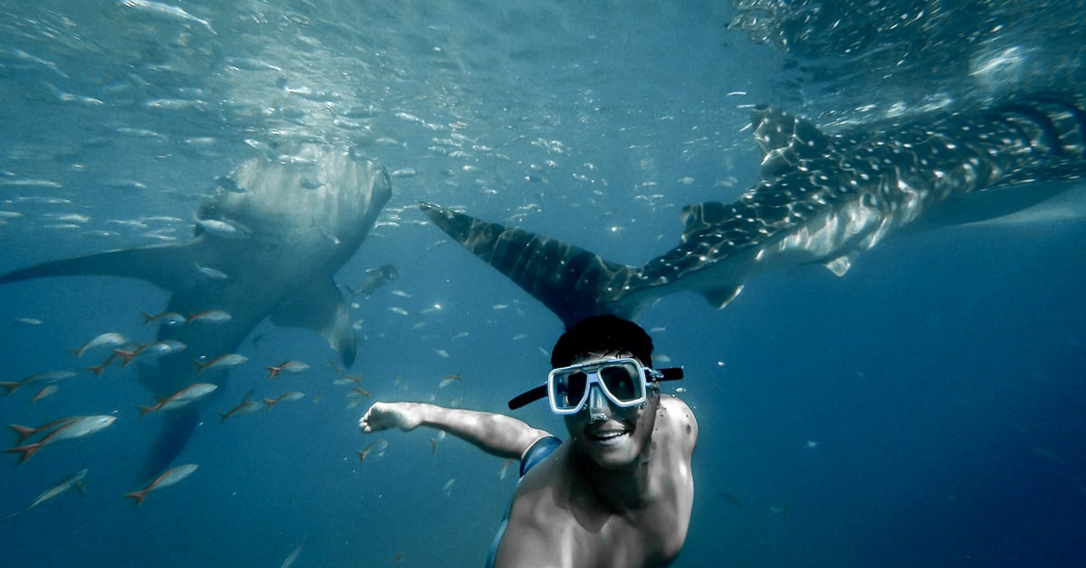 What is it like to swim with a whale shark