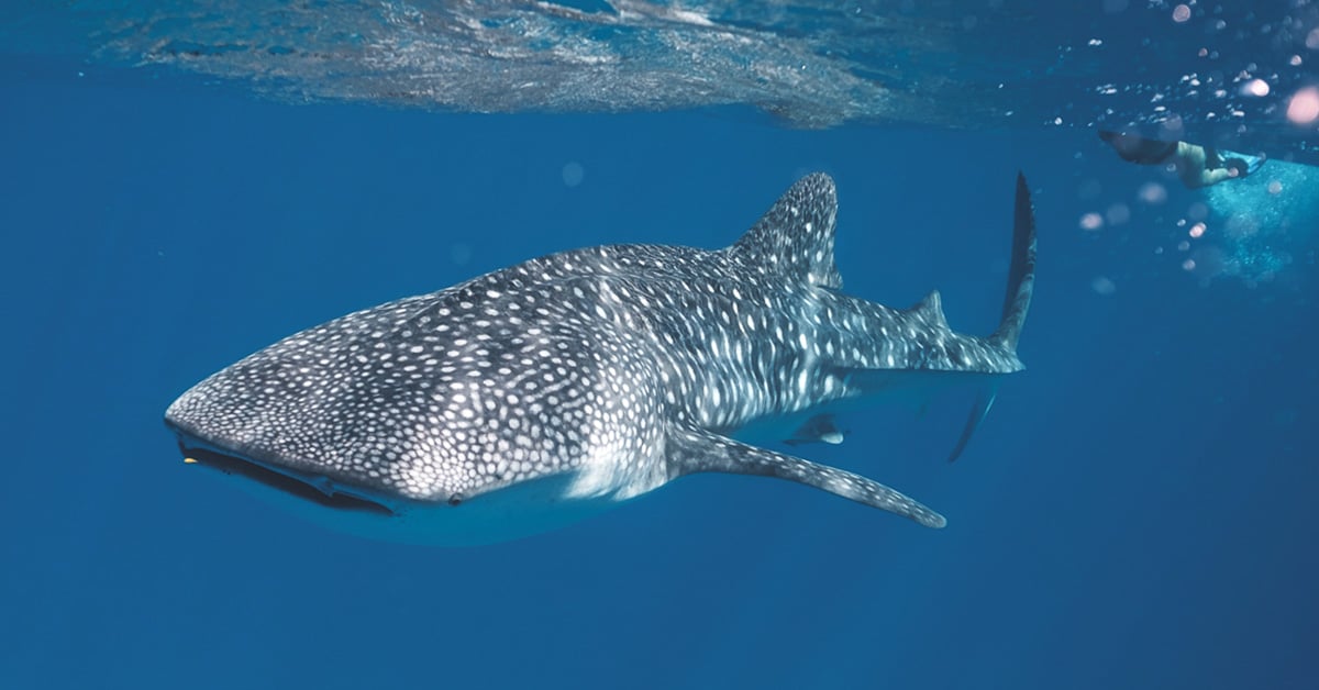 swimming with whale sharks