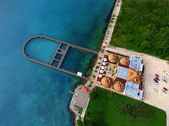 5 razones de elegir Puerto Morelos para nadar con delfines