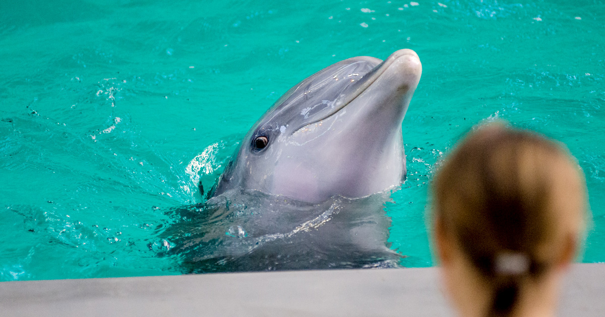 cuanto cuesta nadar con delfines en cancun 
