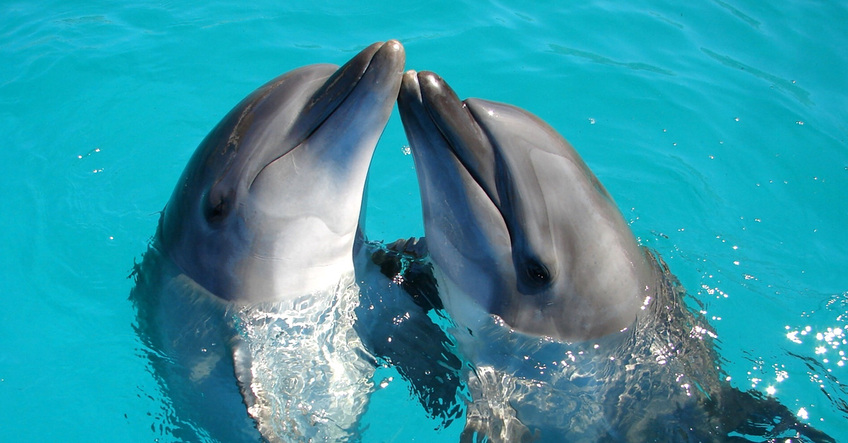 14 Mejores lugares para nadar con delfines en el mundo