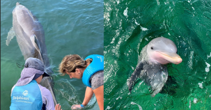 ¿Qué hace a Delphinus una institución zoológica moderna?