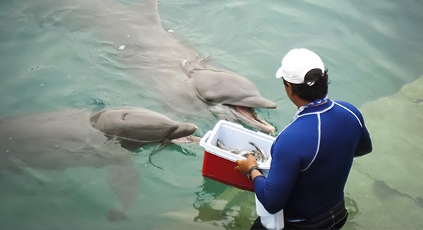 Delphinus - Conservación ambiental