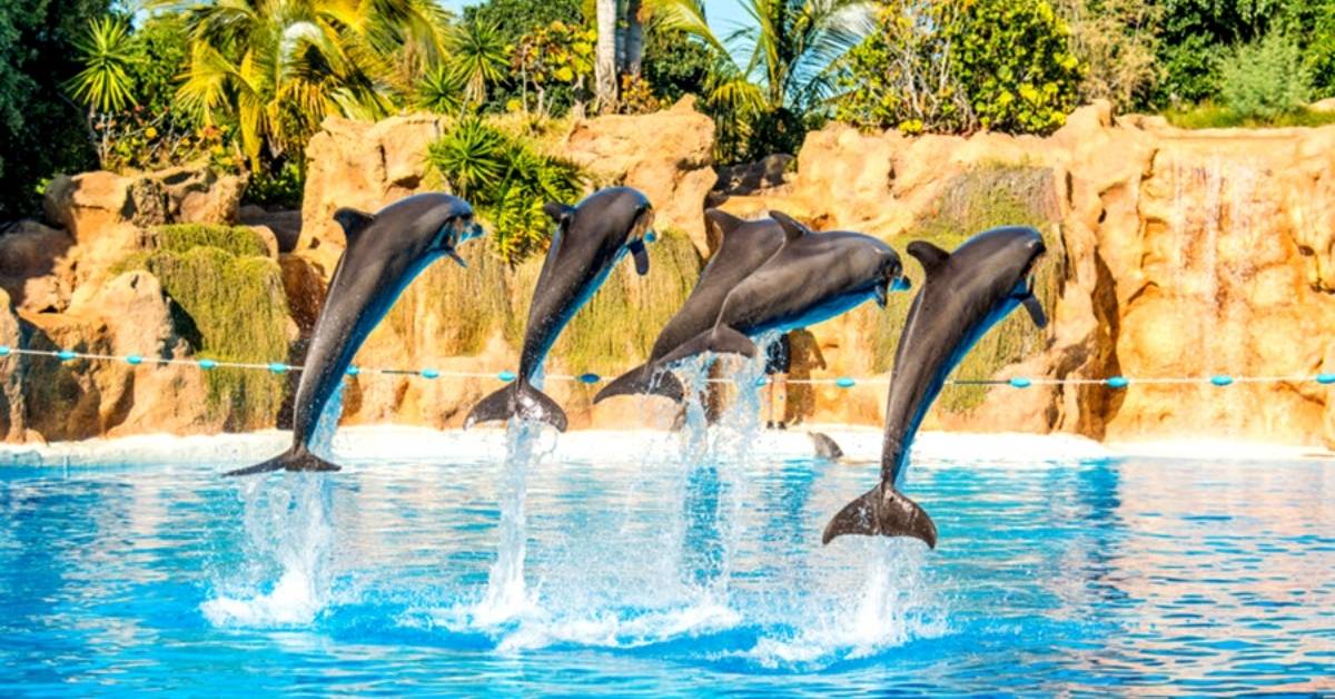 Delfines en el caribe mexicano 