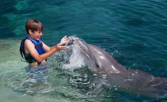 swimming with dolphins in