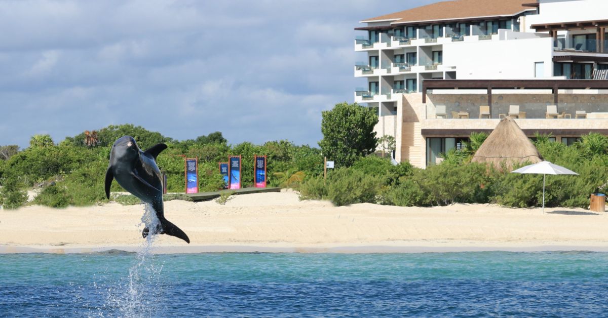 Cuidado de las mamás delfines: sus primeras etapas