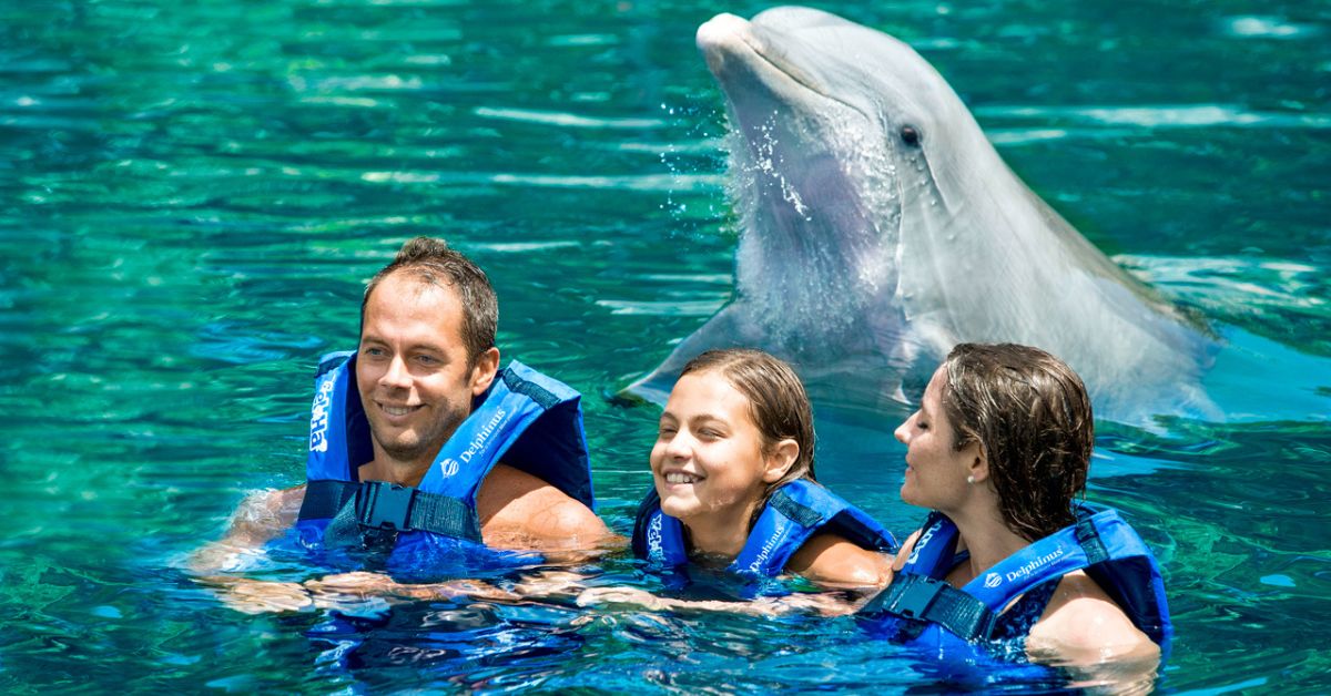Swim with Dolphins: Quote here
