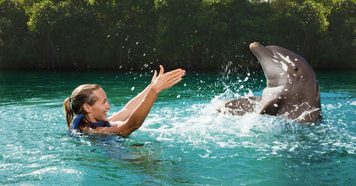 Nadar con delfines en Cancún y la Riviera Maya: el plan perfecto