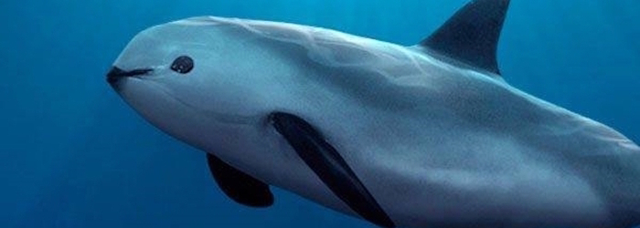 SOS_Vaquita_-_Delphinus.png