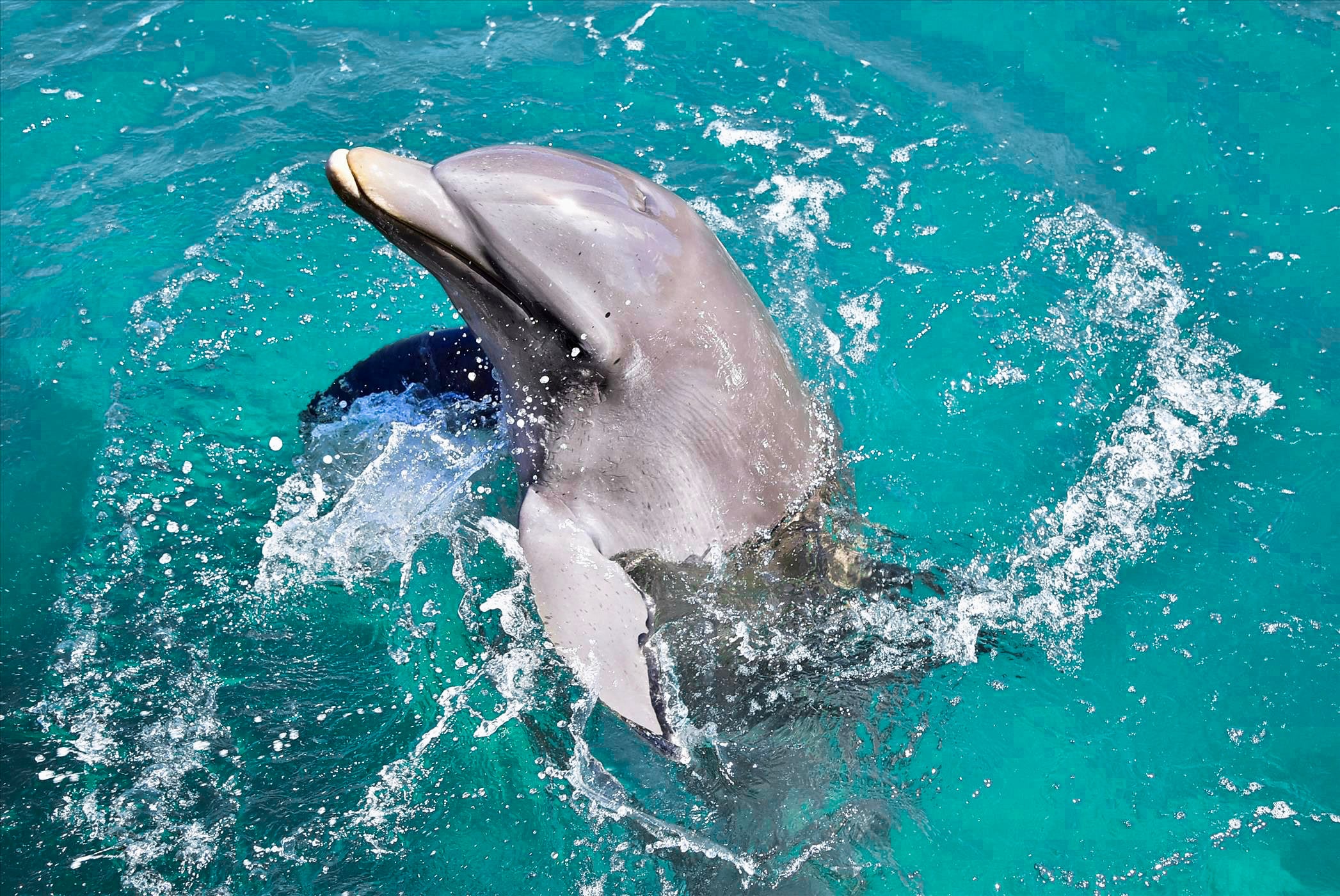 ¿Qué hay detrás de Delphinus?: Las acreditaciones que dan solidez a nuestro crecimiento