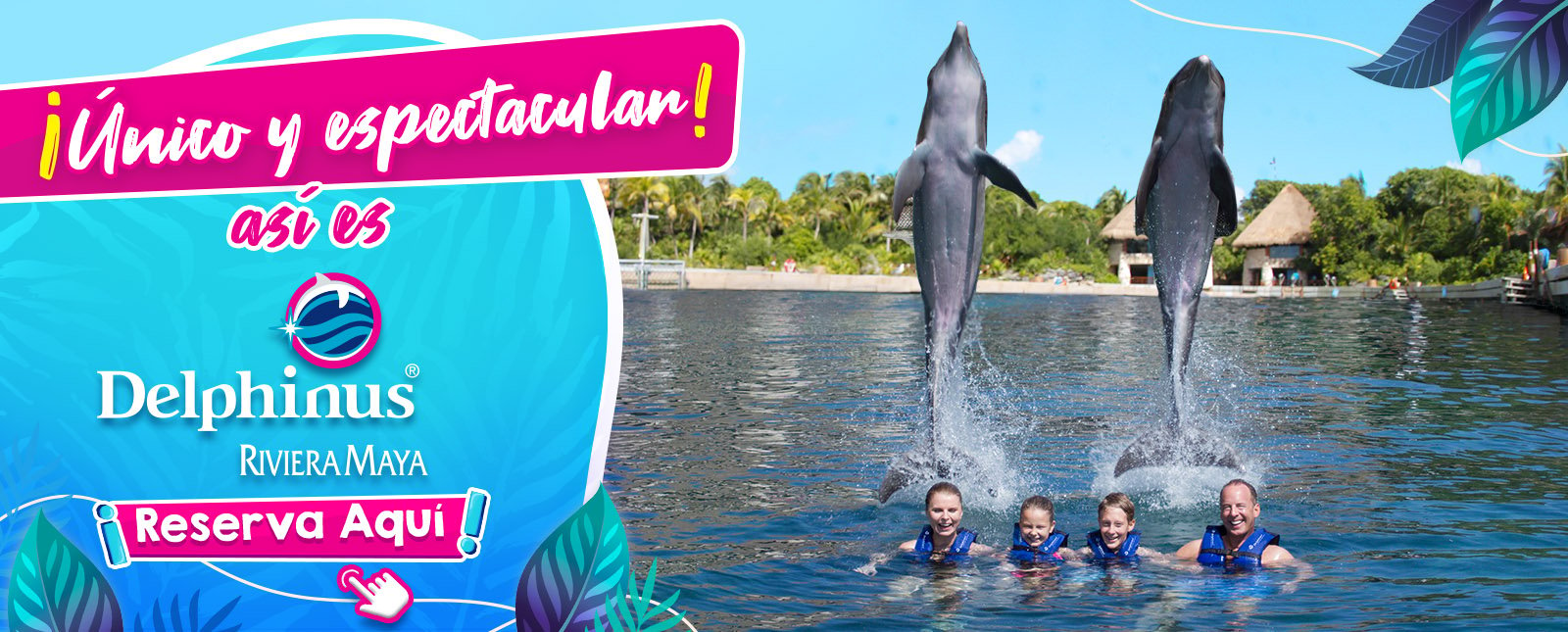 Nado con delfines en cancun y riviera maya