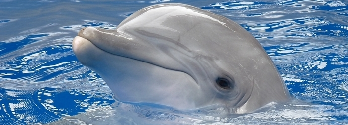 Why Did a Hippopotamus Shout 'Cousin' to a Dolphin?