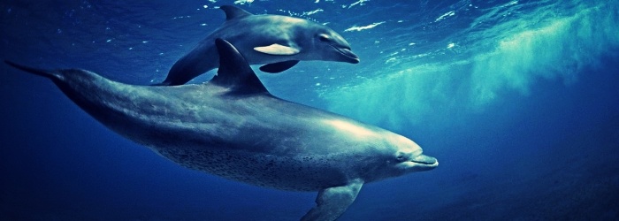 Echolocation-swim-with-dolphins-cancun