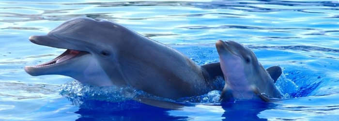 delphinus-breeding-maternity.jpg