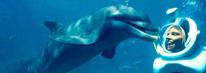 sea-trek-nado-con-delfines-en-cancun