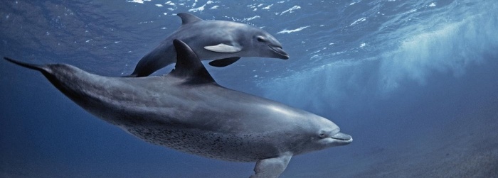 ecolocalizacion_nado_con_delfines_en_cancun