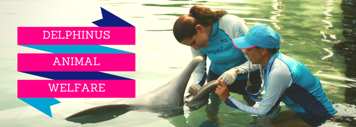 Did you Know that Delphinus has a Dolphin Welfare Center?