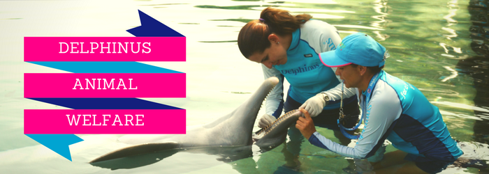 Delphinus-animal-welfare