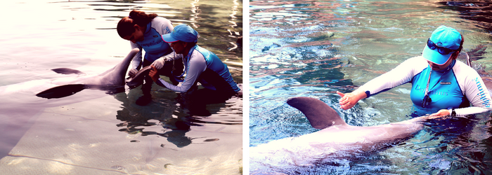 delphinus_world_animal_day_