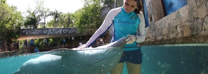 Participa Delphinus en estudio internacional de bienestar animal en cetáceos.