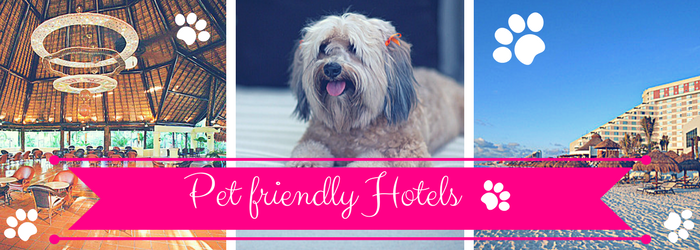 pet-friendly-hotels.png