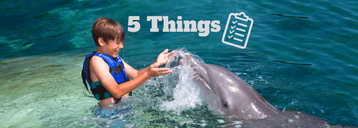 Delphinus 5 things before swim with dolphins