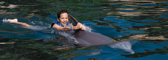 Delphinus nado perfecto para ninios