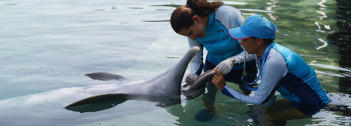 Delphinus Puerto Morelos y Acuario Interactivo Cancún reciben certificación de IMATA