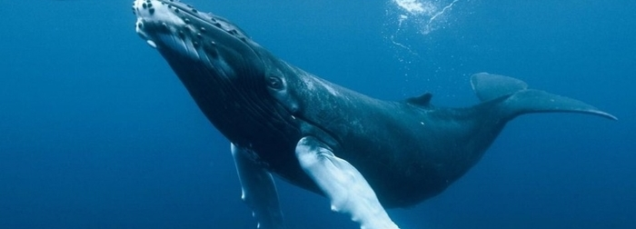 cetaceos_mexicanos_-_nado_con_delfines_-_Delphinus.png