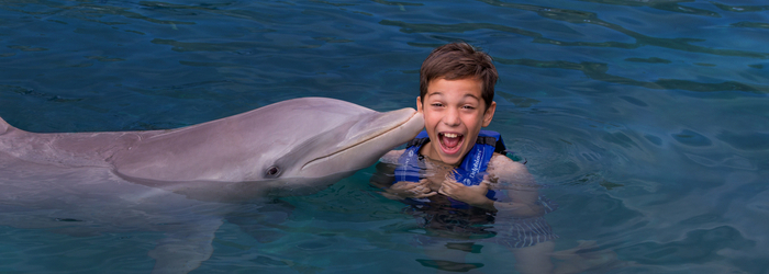 5 cosas que debes saber antes de un nado con delfines