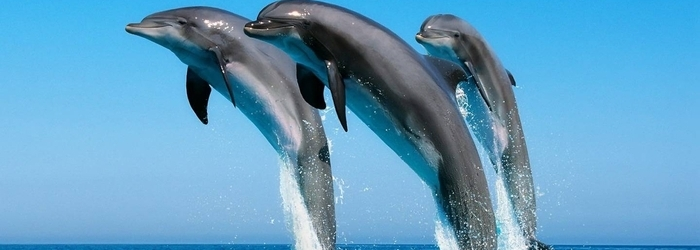 World Animal Day