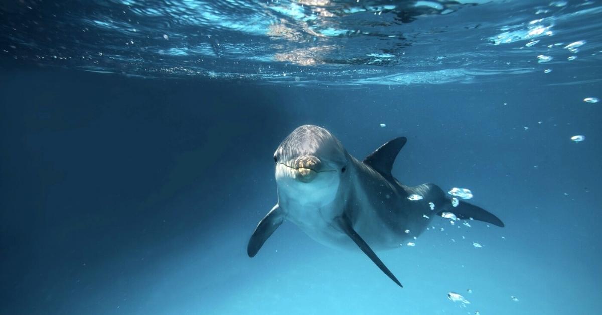 dolphin at Delphinus Mexico