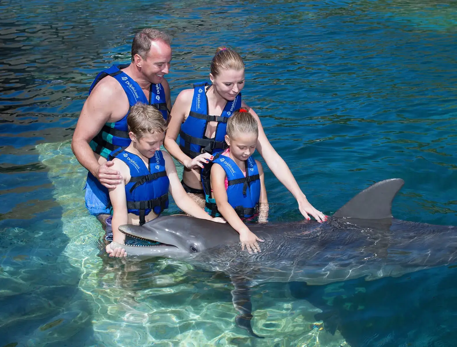 Plan your visit swim with dolphins