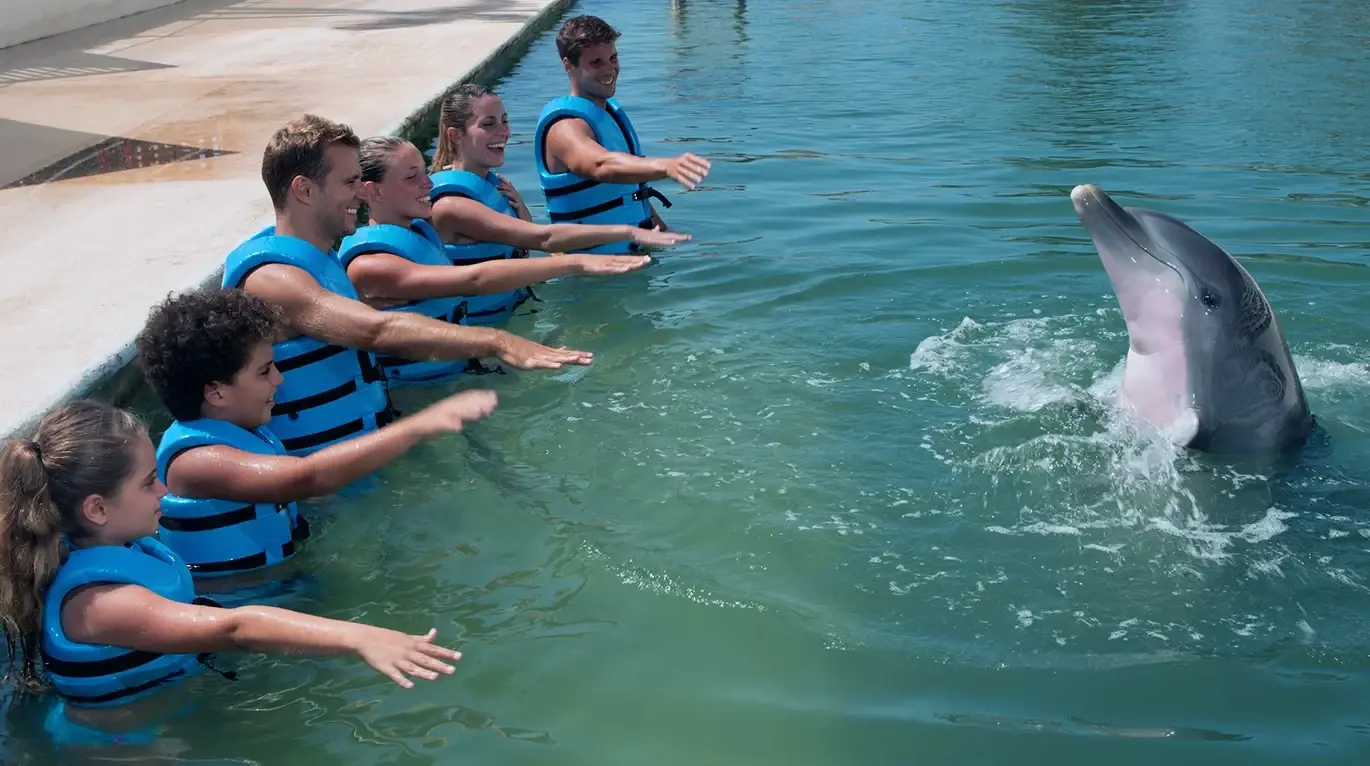 Nada con delfines en cancún Nada con delfines en cancún