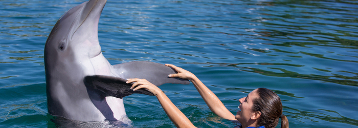 ¡Lee esto antes de un nado con delfines en Cancún!