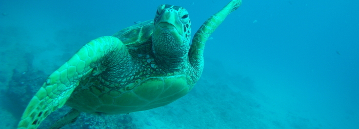 5 sustainable habits to preserve the beaches