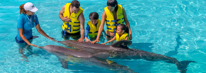 Todo lo que debes saber antes de tu nado con delfines