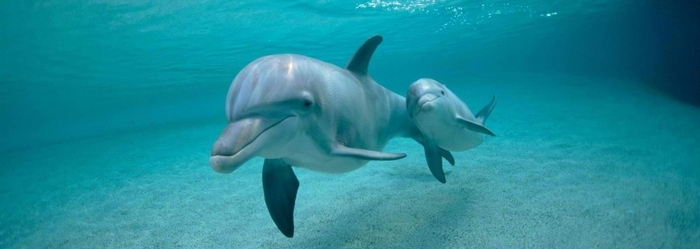 programa-bienestar-animal-nado-con-delfines
