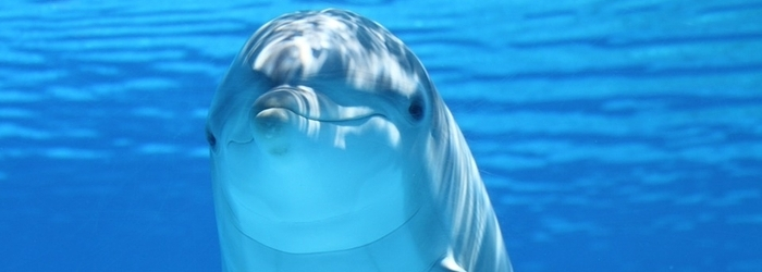 How to respond to marine mammals stranding in the shores of Quintana Roo