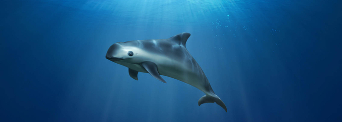 vaquita-SOS-delphinus.png